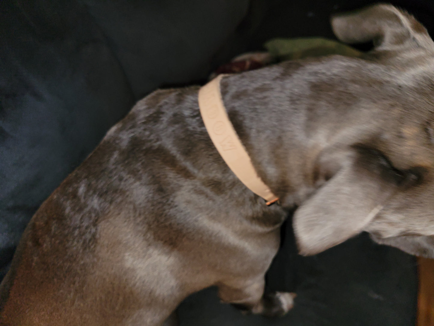 Full Grain Leather Personalized Dog Collar - kingdomcountryranch
