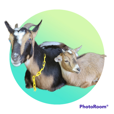 Goats Milk Lotion for Hands and Face - kingdomcountryranch