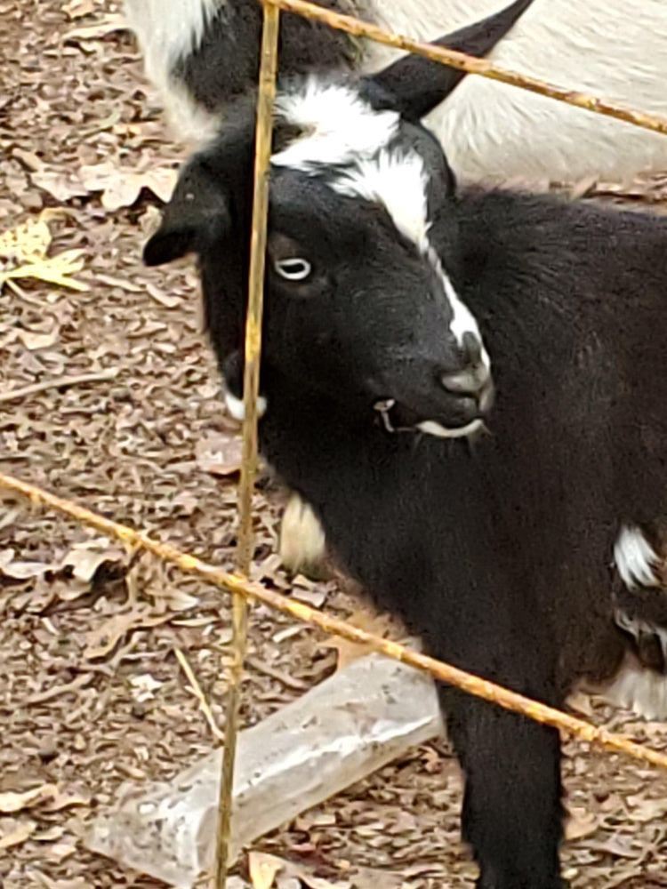 Goat Milk Lotion: The New Standard In Luxury